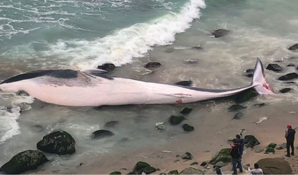 Punta Hermosa: Vecinos reportan ballena muerta varada en playa Señoritas. (Foto: Redes sociales)