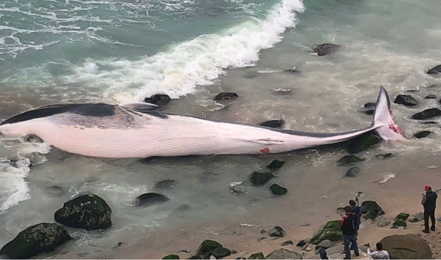 Punta Hermosa: Vecinos reportan ballena muerta varada en playa Señoritas