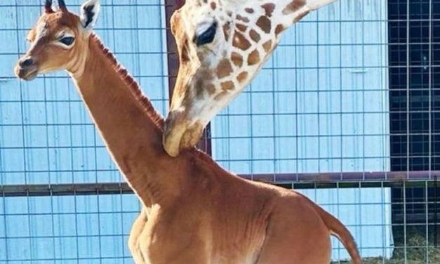 Descubre a la primera jirafa nacida sin manchas en el mundo. (Foto: Brights Zoo).