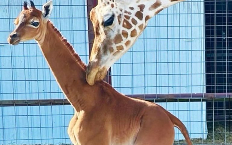 Descubre a la primera jirafa nacida sin manchas en el mundo