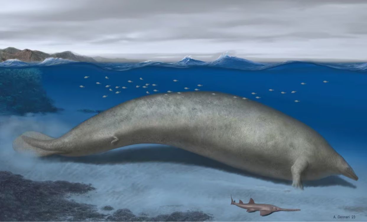 Hallan fósil del animal más pesado en el Perú