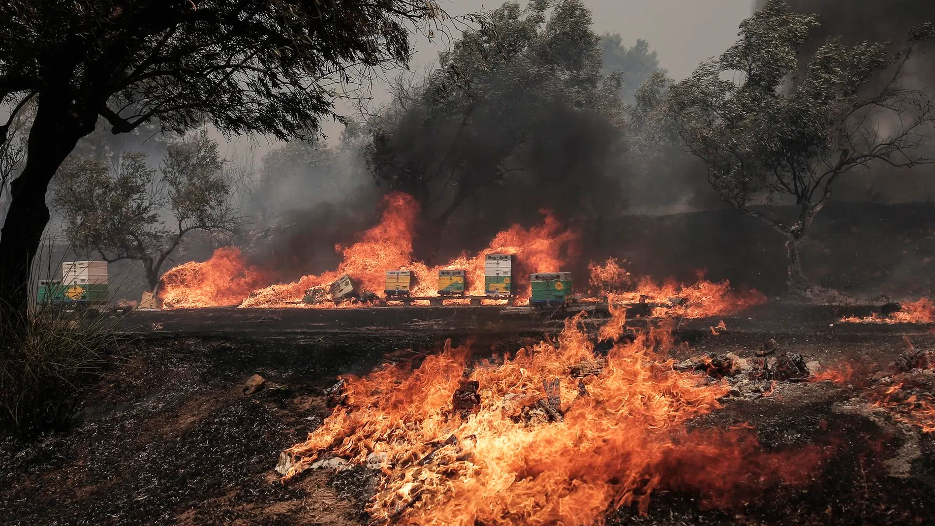Grecia: Encuentran cuerpos carbonizados tras oleada de incendios forestales. (Foto: EFE).