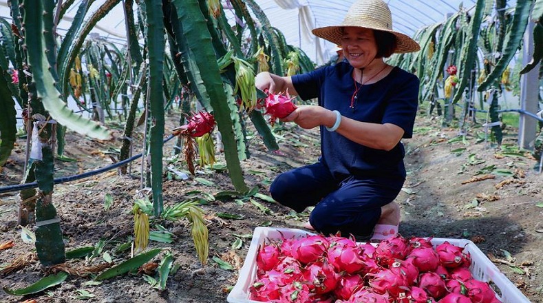 La Pitahaya ayuda a prevenir Alzheimer, diabetes y obesidad