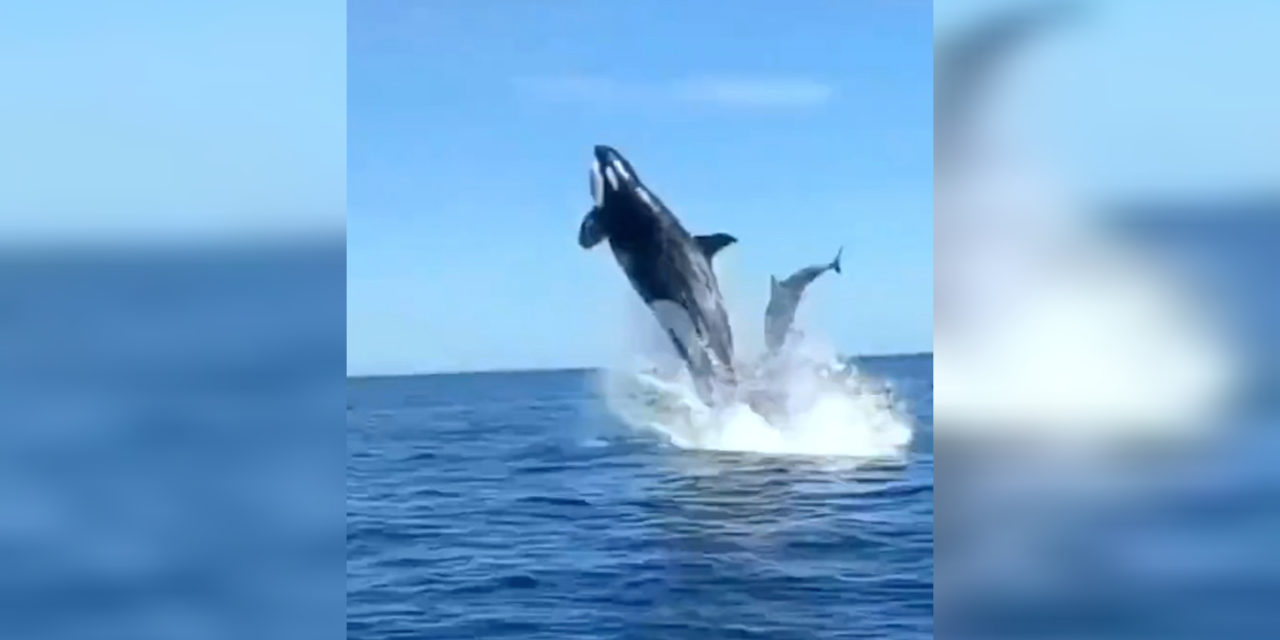 México: Orca noquea un delfín durante una mañana de caza. (Foto: Redes sociales).