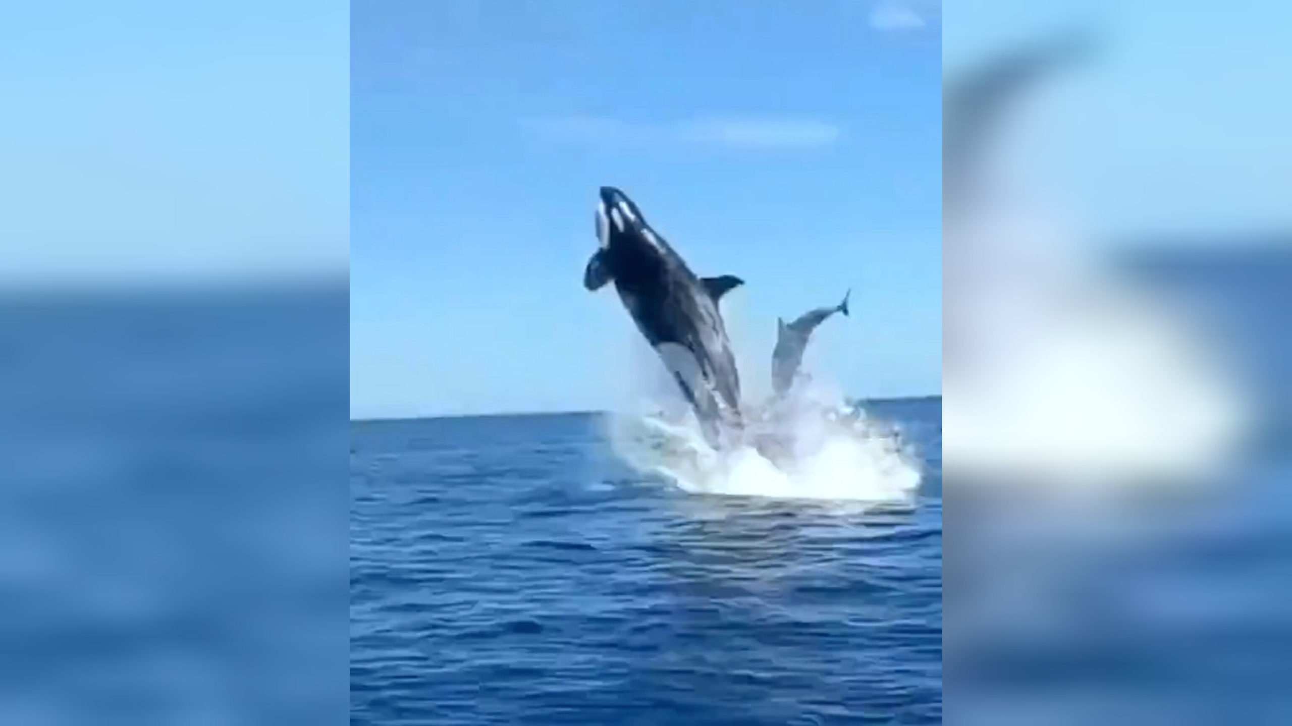 México: Orca noquea un delfín durante persecución de caza