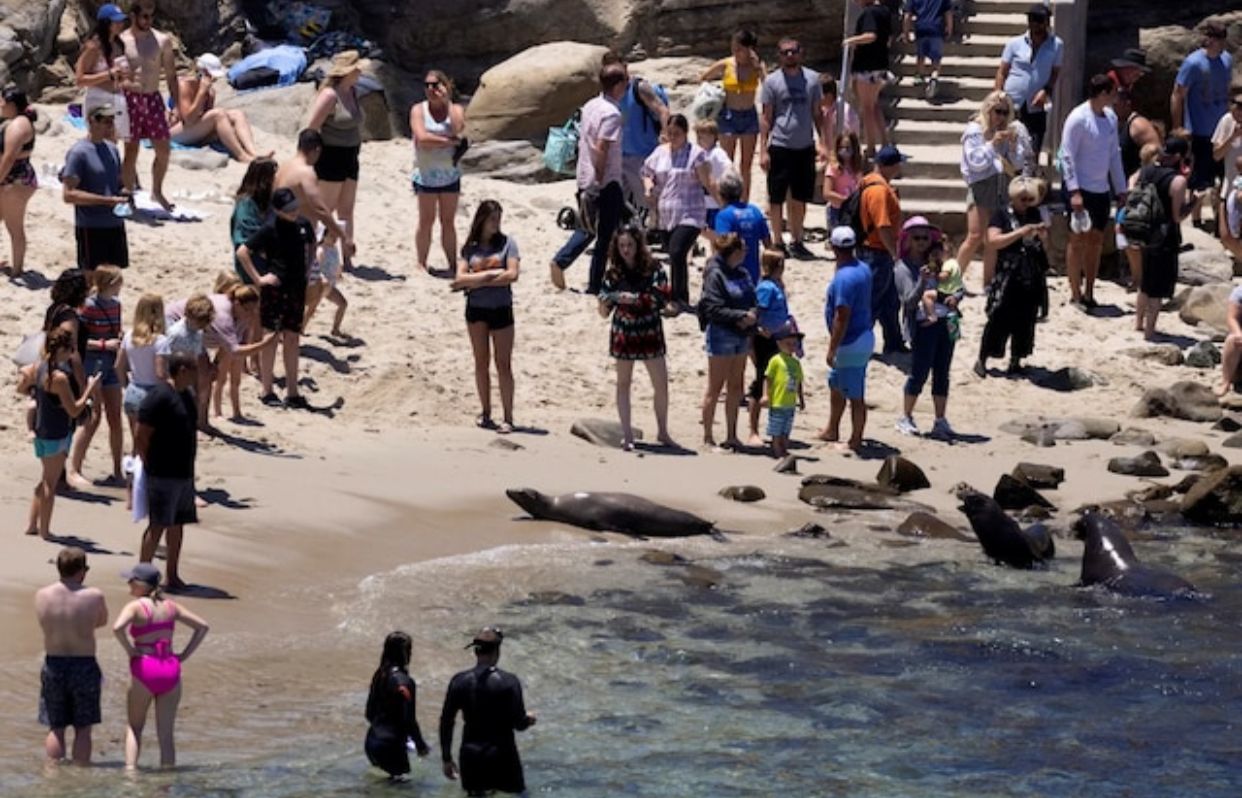 Cierran colonia de leones marinos en San Diego
