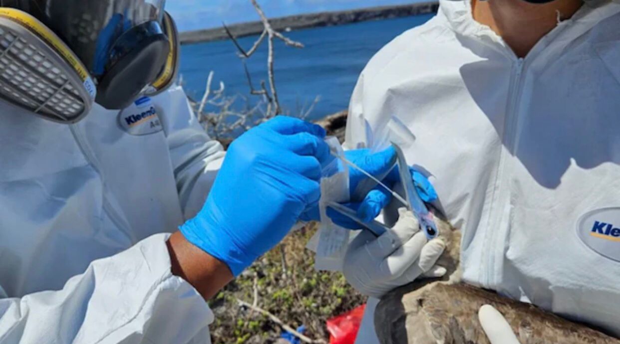 Gripe Aviar llegó hasta las isla Galápagos