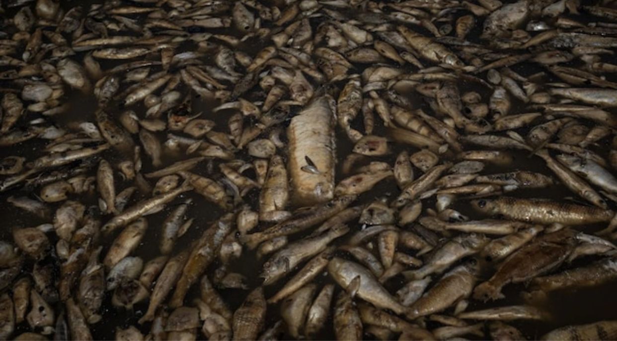 Sequía en la Amazonía provoca la muerte de millones de peces