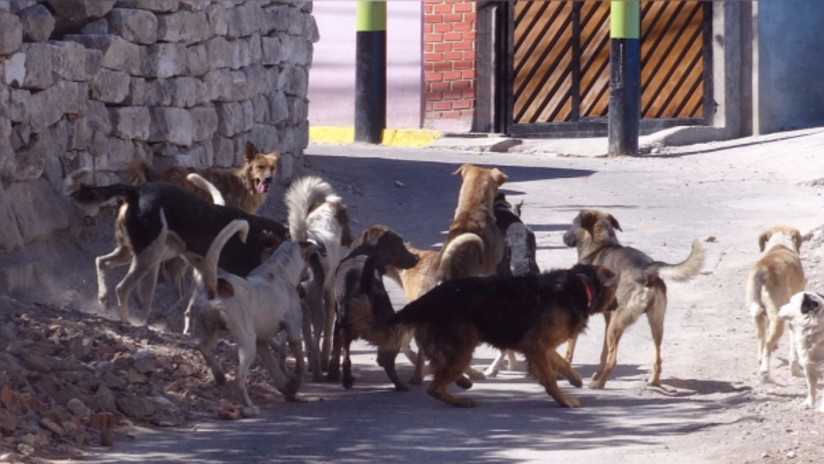 Arequipa: Minsa emite alerta epidemiológica tras el caso mortal de rabia