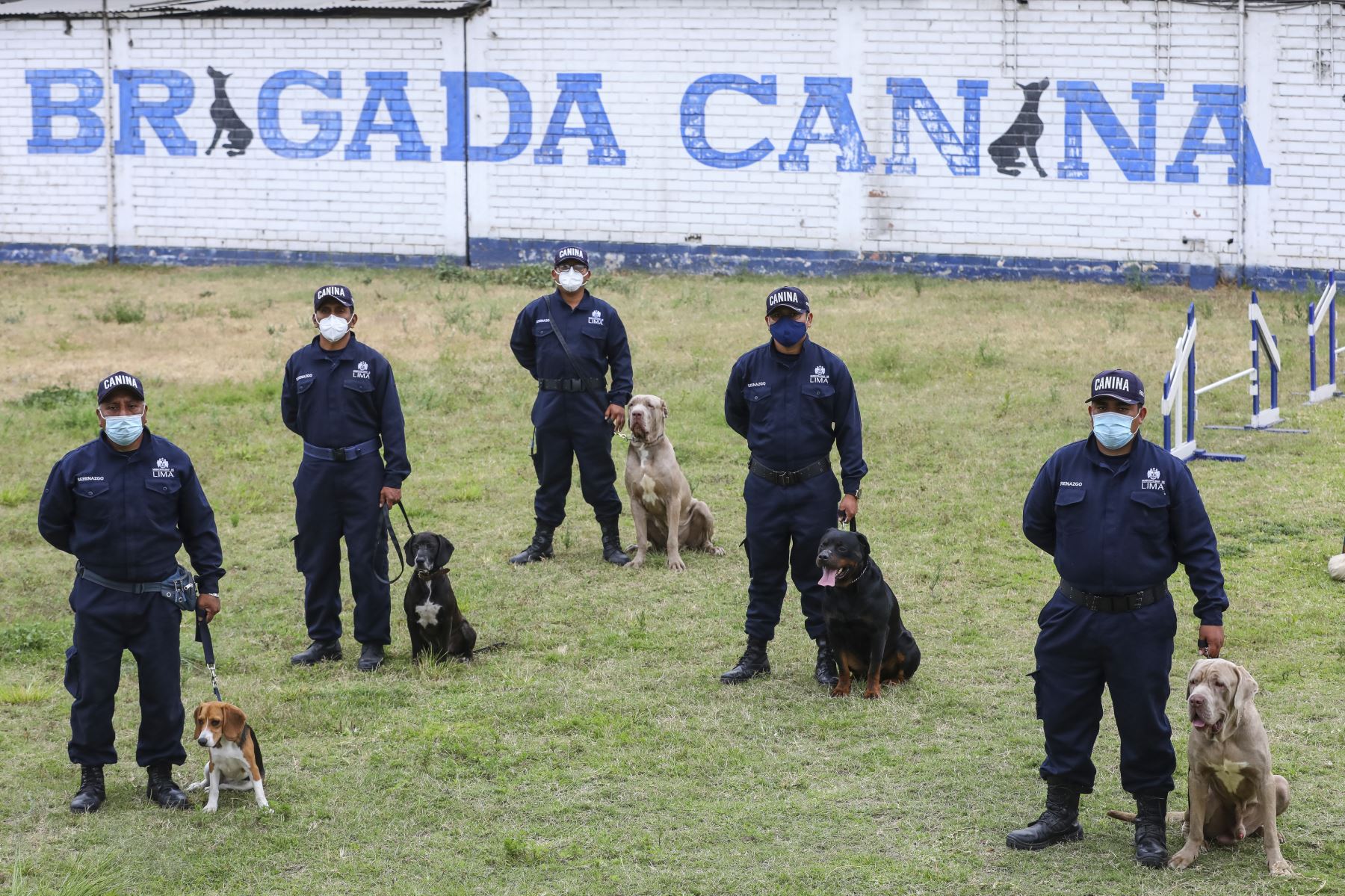 Arequipa: canes callejeros se convertirán en aliados de serenos para fortalecer seguridad
