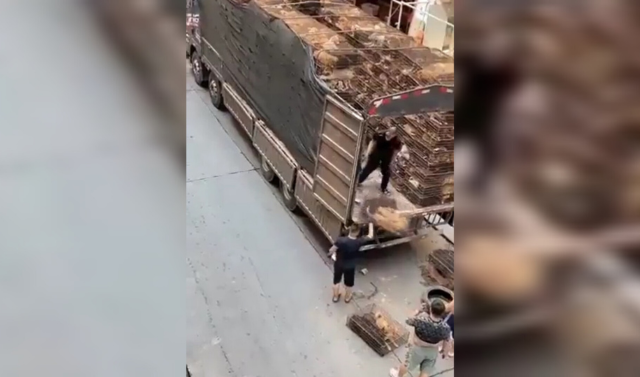 China: Sujetos descargan jaulas con perros en mercado de carne