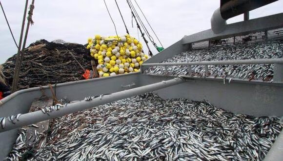 Produce autorizó la ejecución de la pesca exploratoria de anchoveta