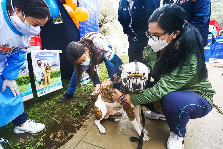 En La Libertad, solo 90,000 de más de 360,000 perros han recibido la vacuna contra la rabia