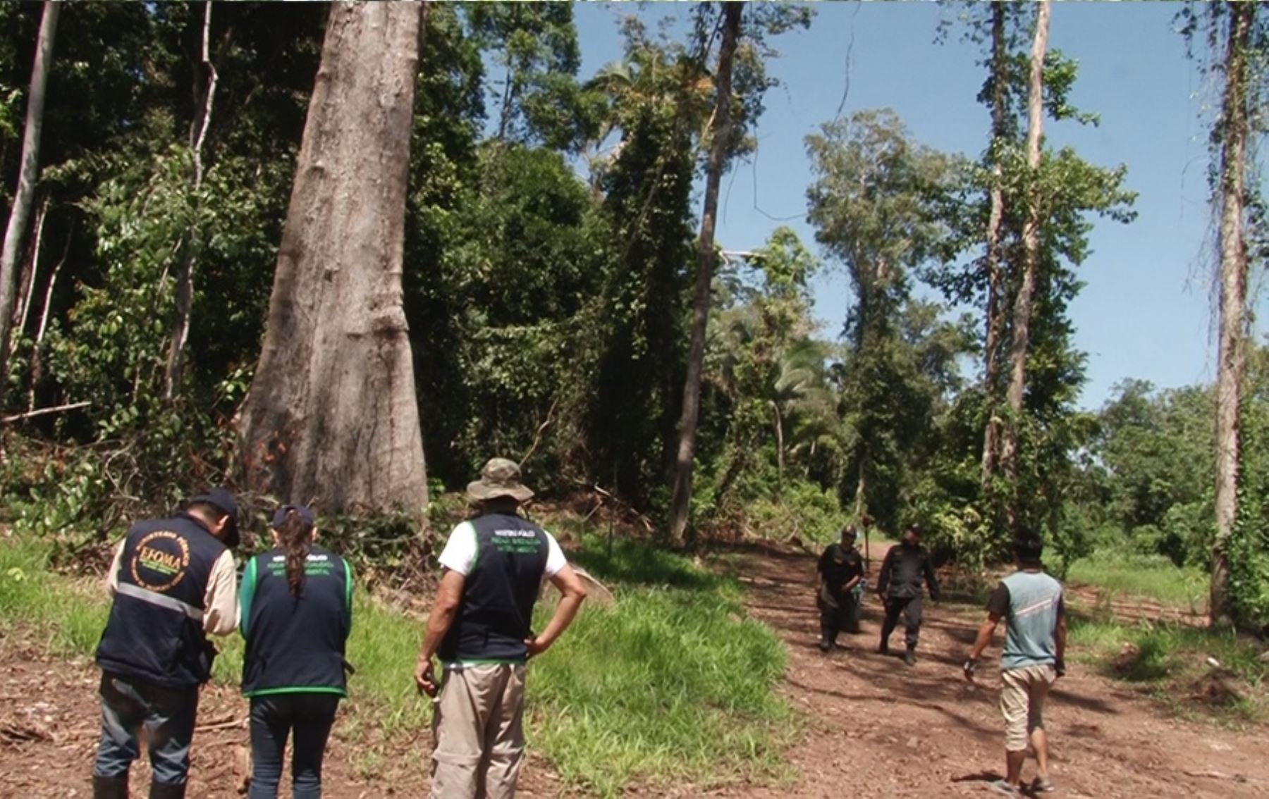 Amazonas: instalan Mesa Regional de Control y Vigilancia Forestal y de Fauna Silvestre
