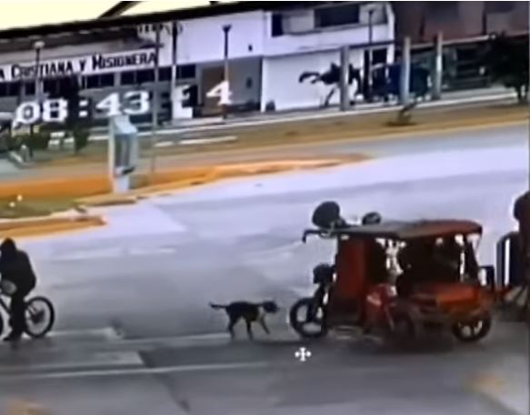 Nuevo Chimbote: sujeto acuchilla a perro callejero