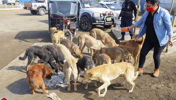 Minsa informa que en el Perú hay seis millones de perros sin hogar