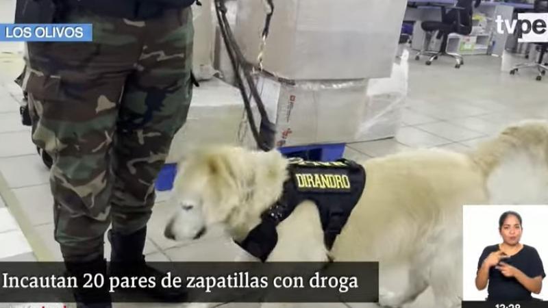 La perrita "Nala" fue la encargada de detectar las sustancias ilícitas. (TVPerú Noticias).