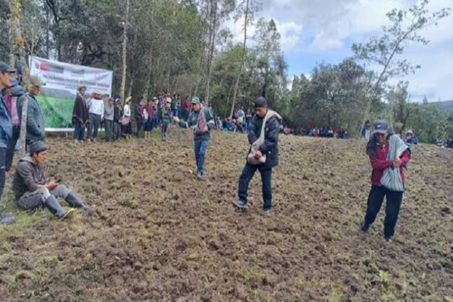 Campaña de siembra de pastos y forrajes 2023- 2024 inician en Amazonas y San Martín
