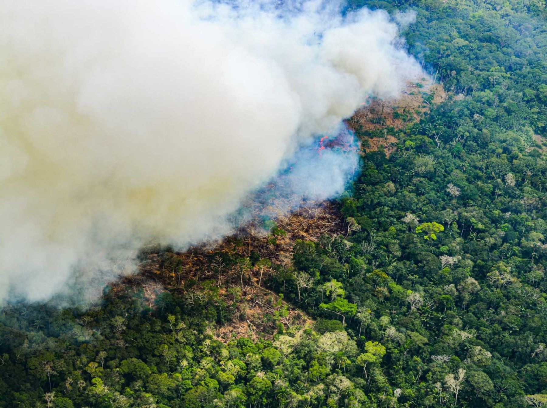 ¡Alerta! Más del 70 % de los incendios forestales han ocurrido en la Amazonía peruana