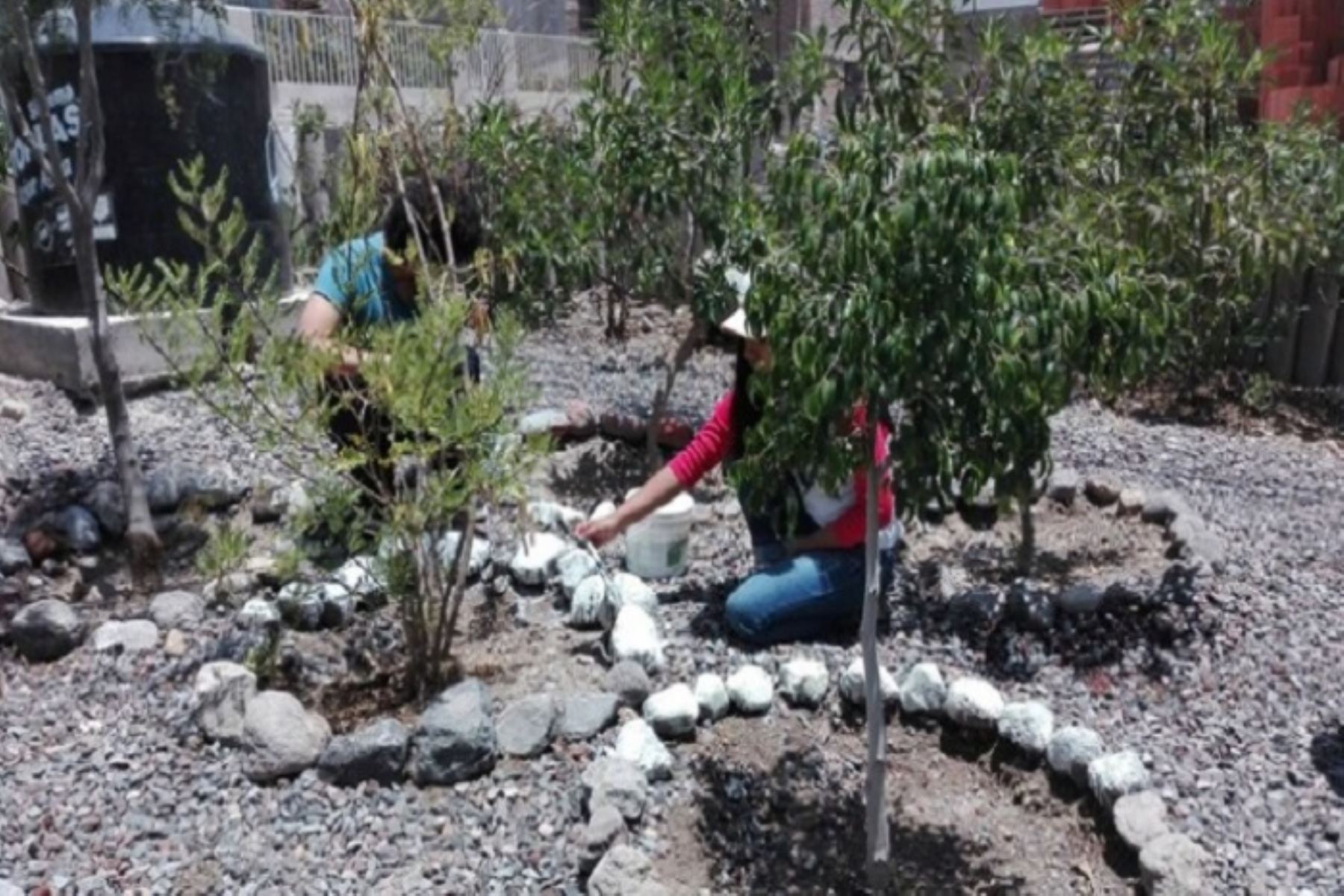 Arequipa: conoce el pueblo que resurgió ambientalmente gracias a plantación de árboles