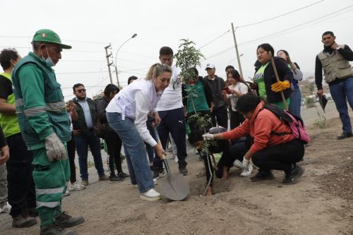 Planean plantar 50 mil árboles en Los Olivos para convertirlo en el pulmón de Lima Norte