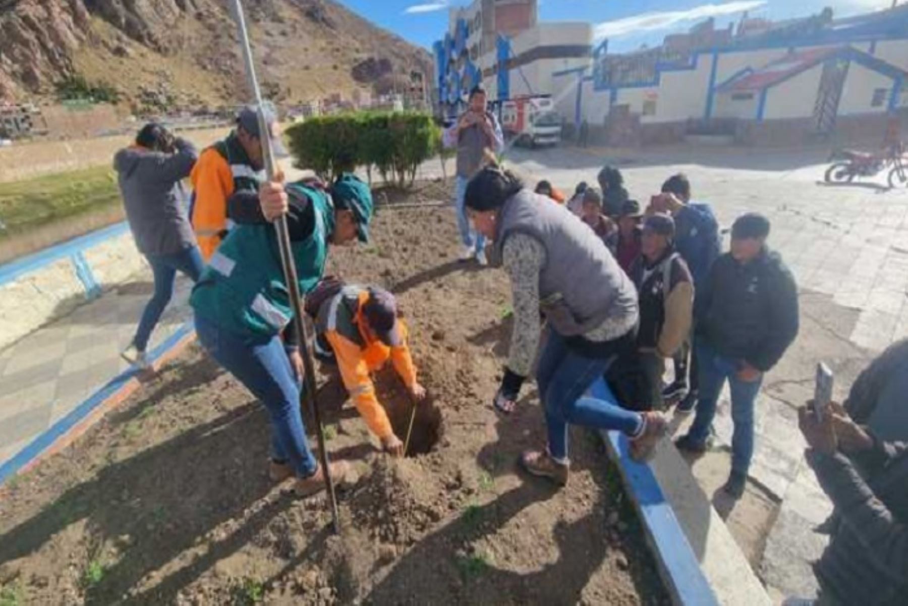 Sembrarán 30,000 árboles en cinco provincias de la región Puno