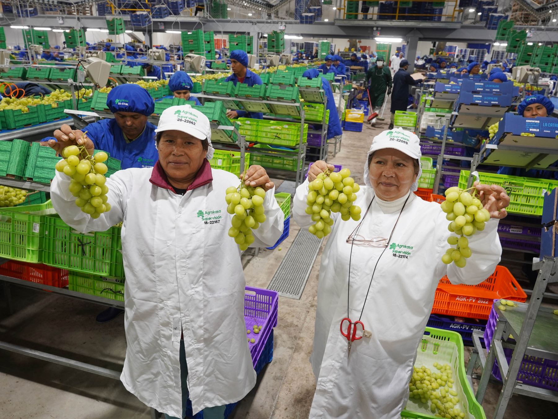 Ica: en lo que va del año región exportó más de 2 millones de cajas de uvas de mesa