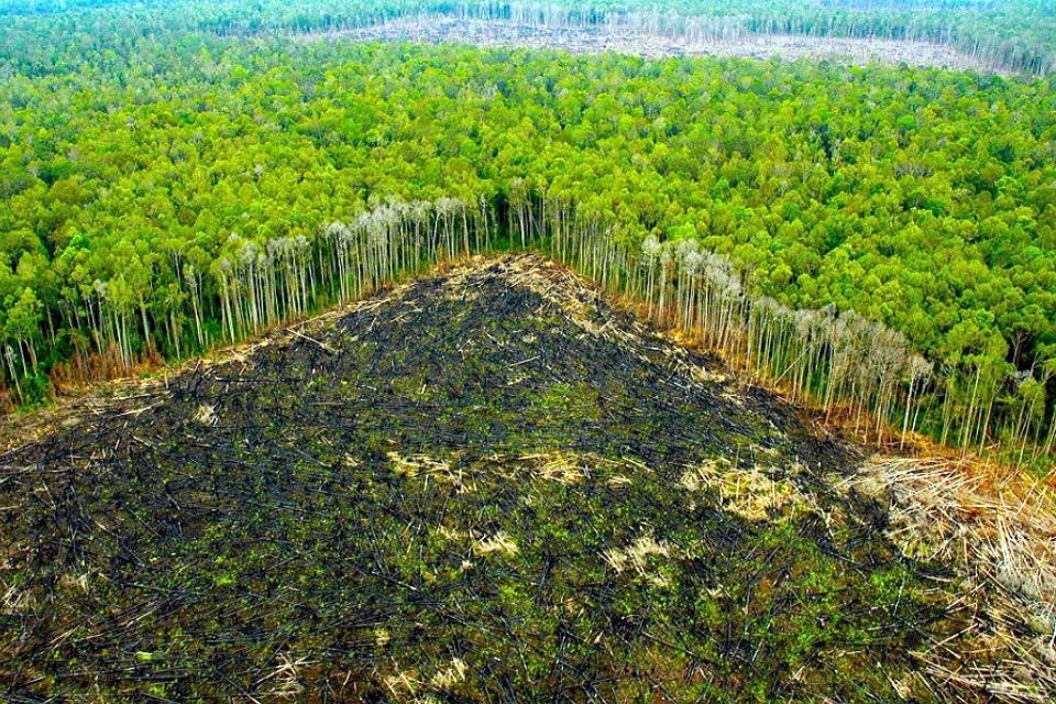 Perú tiene quinto lugar  entre países con mayor  pérdida de bosques