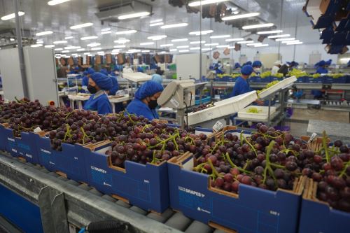 Ica: La exportación de uva de mesa caerá un 9 % en la campaña 2023-2024
