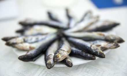 Se autoriza la pesca de anchoveta con embarcaciones de cerco