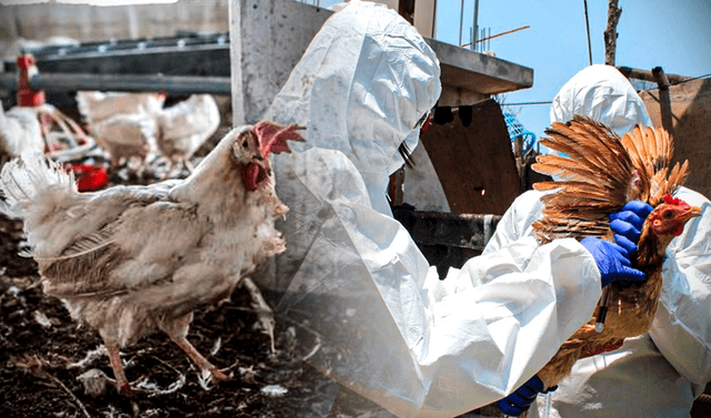Gobierno implementa medidas para combatir la gripe aviar
