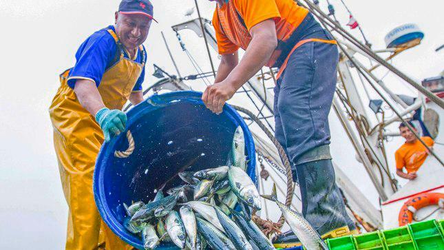 Ministerio de la Producción fija cuotas de pesca de jurel y caballa para 2024
