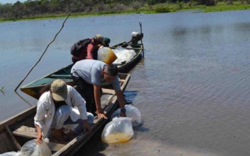 Ucayali: proyecto "Tres Cochas" planta 62,500 peces nativos de la Amazonía