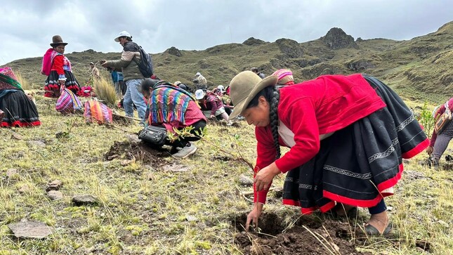 Plantan más de 100 000 árboles en Gran Cruzada Verde en territorios de la Mancomunidad Regional de los Andes