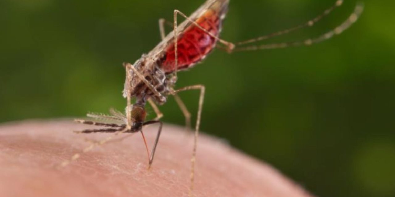 Lambayeque: Adulto de 40 años registra elprimer caso de malaria