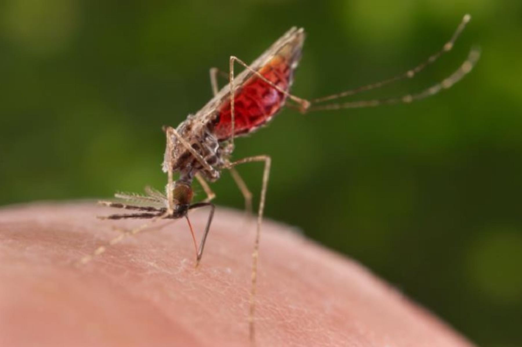 Lambayeque: Adulto de 40 años registra el primer caso de malaria