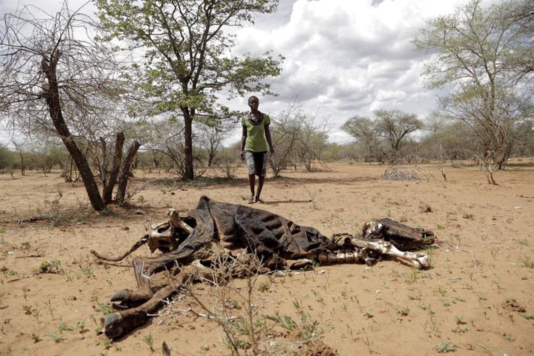 África: Zimbabue sufre sequía severa por El Niño