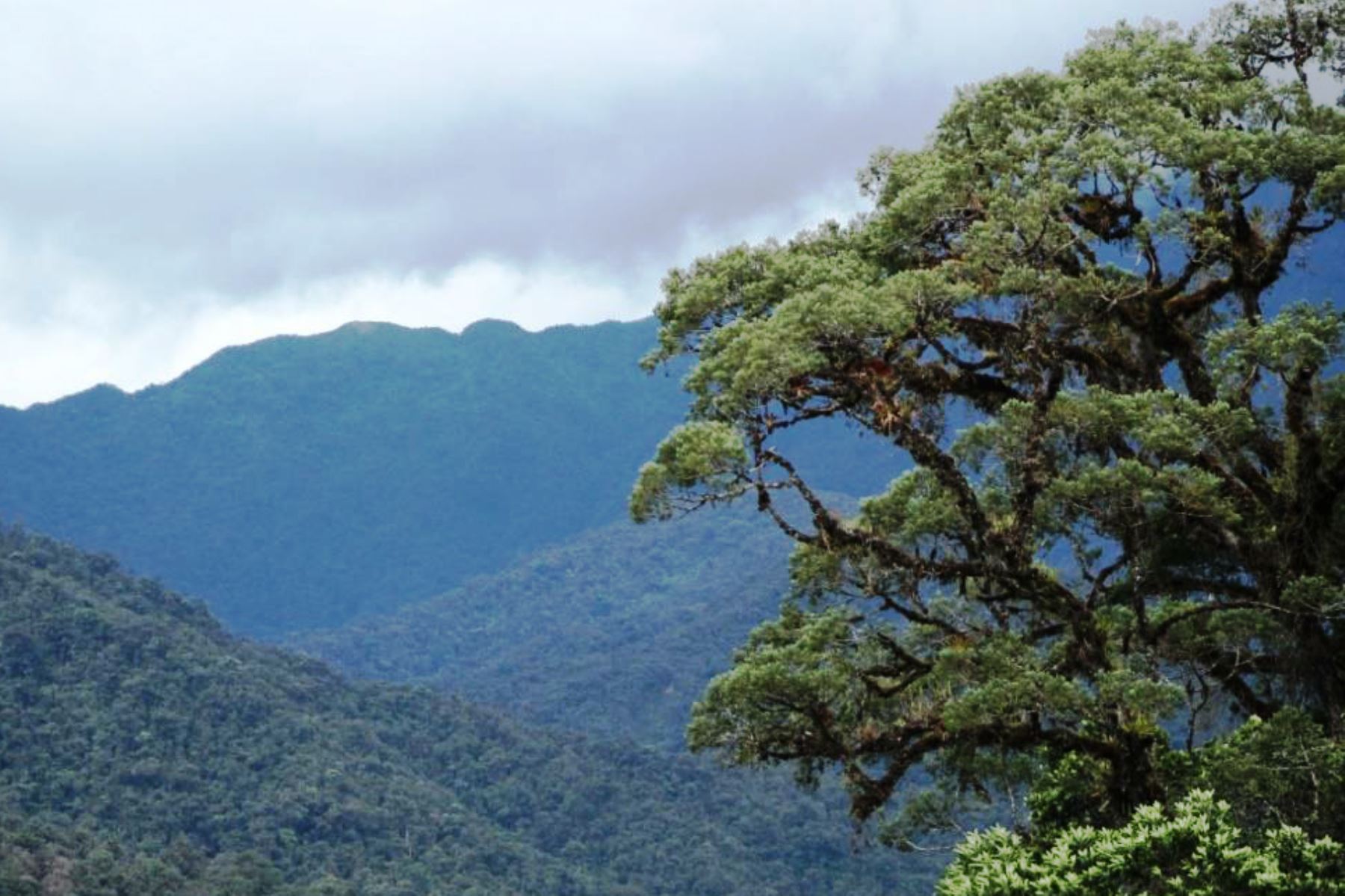 Cajamarca crea fondo de conservación ambiental para captar recursos y ejecutar proyectos