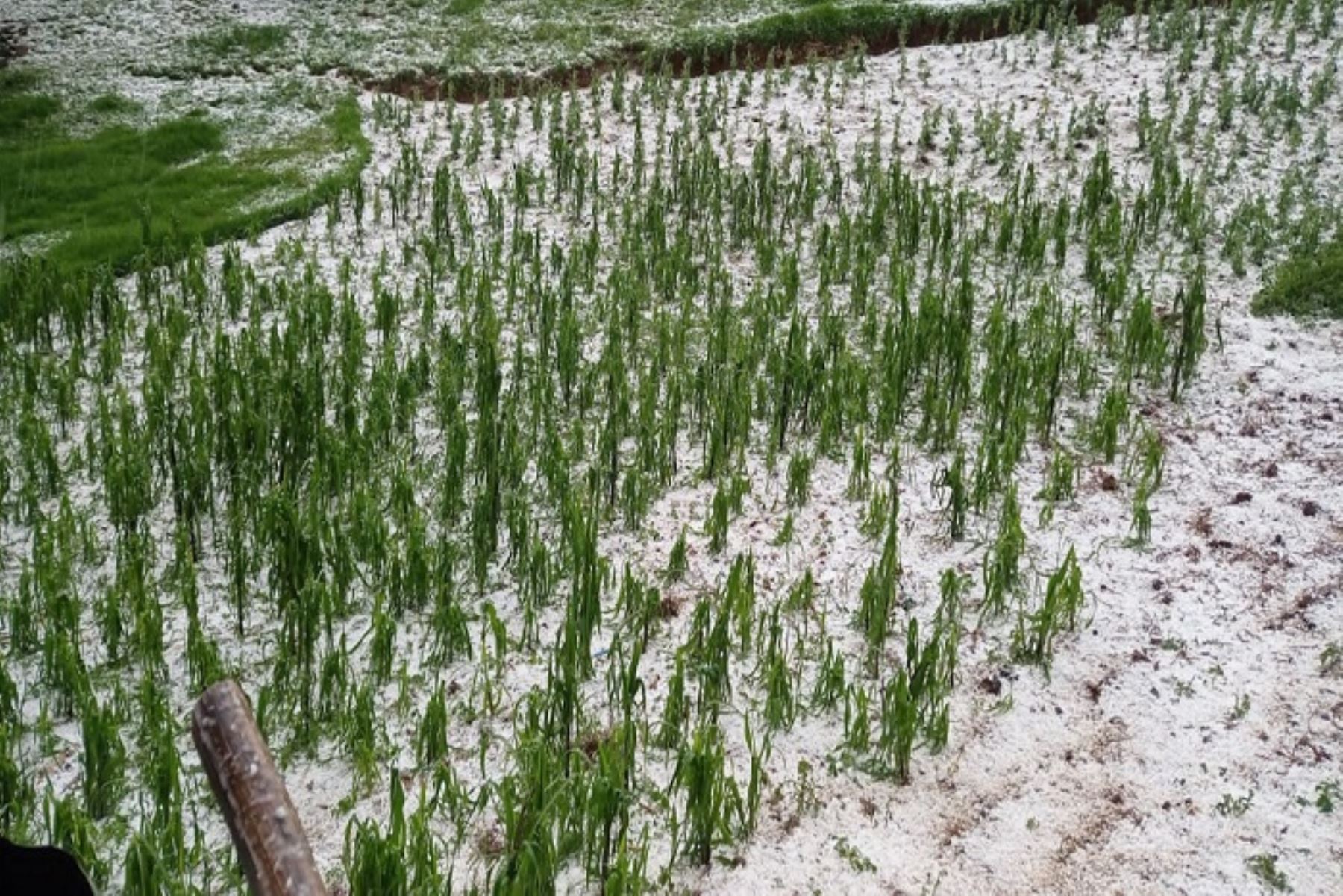 Cusco: fuertes lluvias generan inundaciones y pérdidas de más 80 hectáreas de cultivos