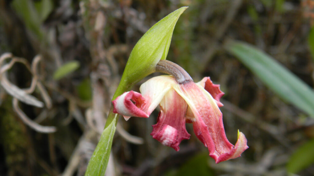 Descubren nueva especie de orquídea en la selva peruana