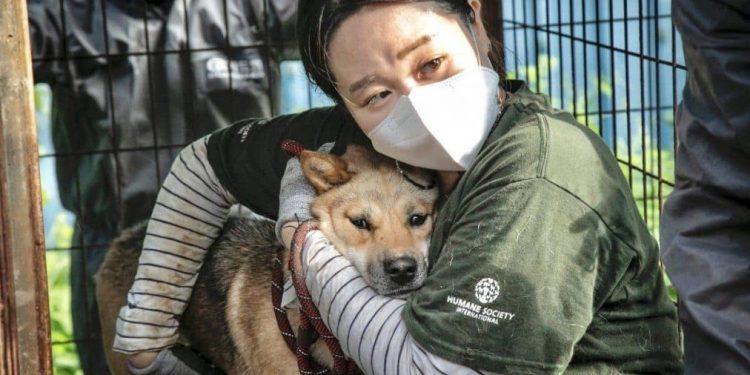 Corea de Sur prohíbe la venta y consumo de carne de perro a partir del 2027