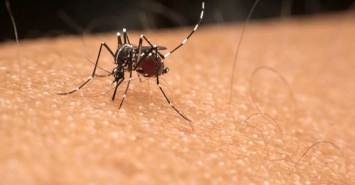 Brasil: aumentan casos de dengue