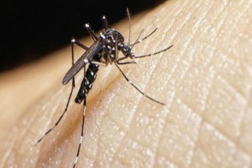 Dengue: ¿Cómo saber si tengo dengue y cómo prevenir contagiarme?