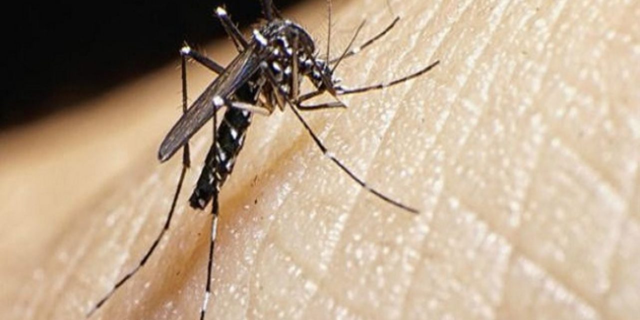 Propagación del zancudo transmisor del dengue por altas temperaturas