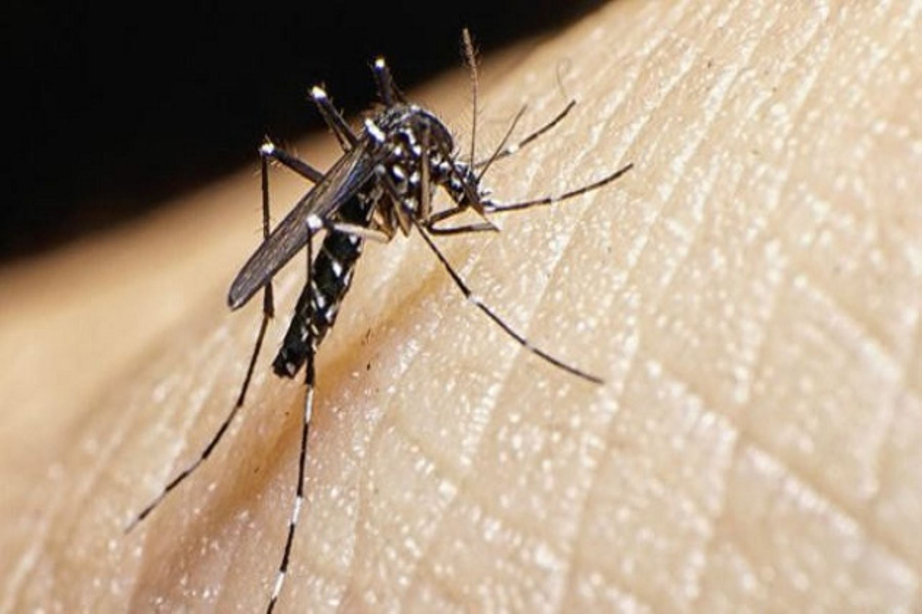 Propagación del zancudo transmisor del dengue por altas temperaturas