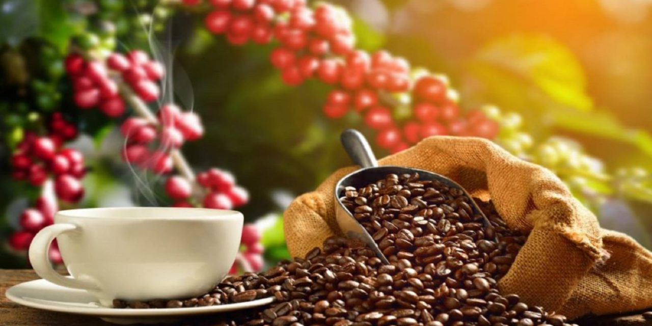 Productores de café solicitan estrategia urgente para continuar exportando a Europea