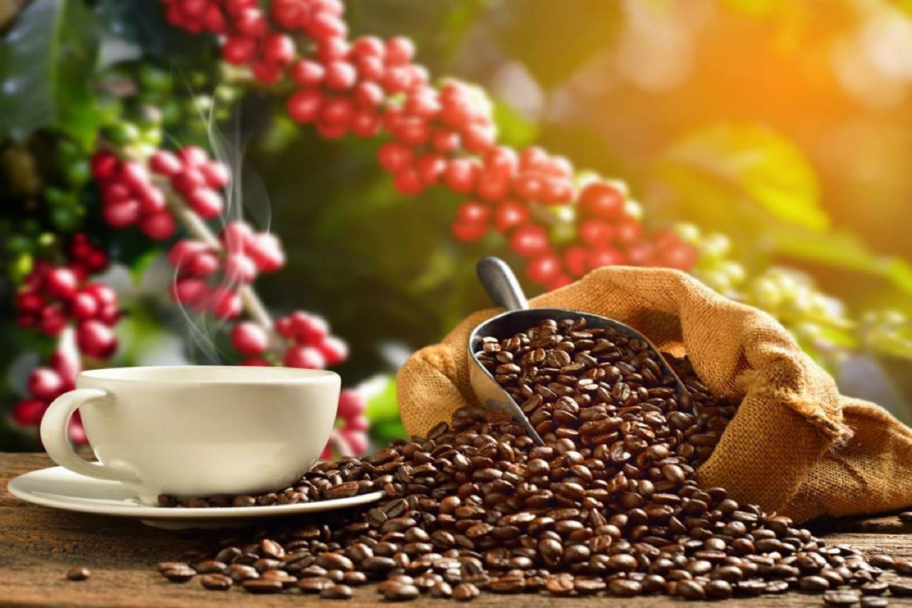 Productores de café solicitan estrategia urgente para continuar exportando a Europea