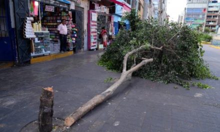Por talar un árbol en La Victoria, hombre recibe multa de S/2,500 soles