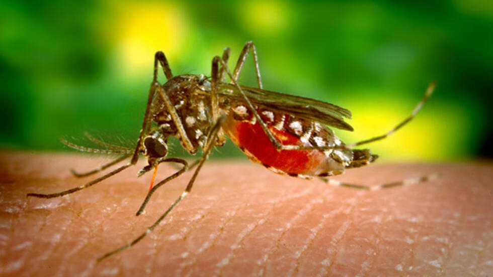 Minsa: Dengue en 177 distritos “tienen la transmisión activa”