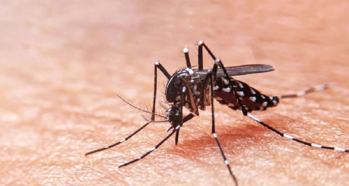 Brote de dengue: las 4 regiones más afectadas